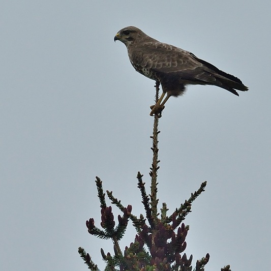 buizerd